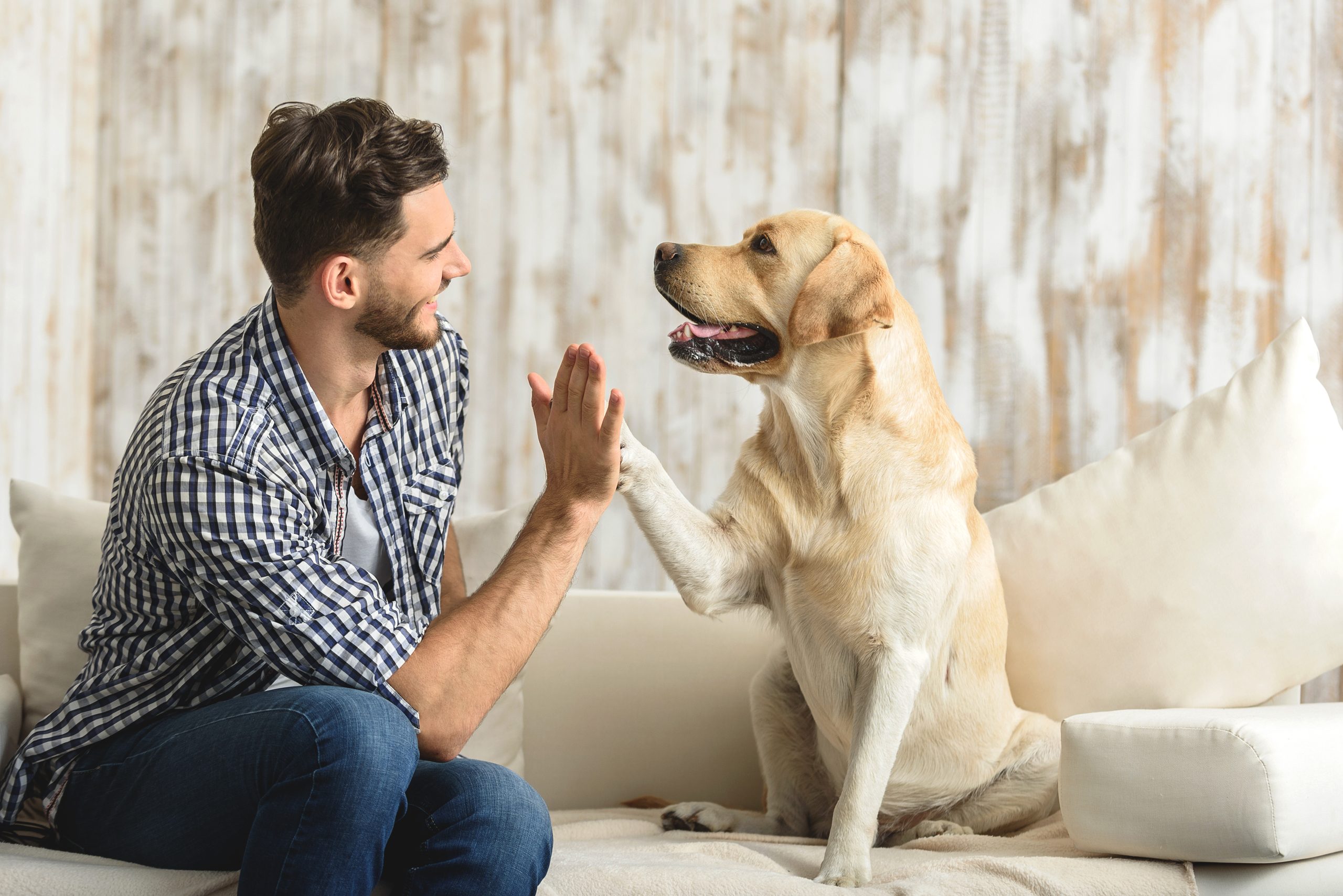 Fellnasenliebe: Warum man mit Hund gesünder lebt