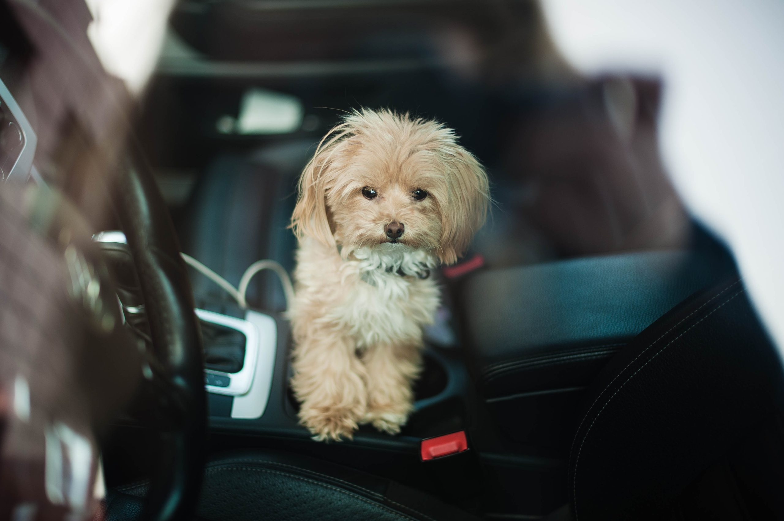 Darf der Hund bei Kälte im Auto bleiben?